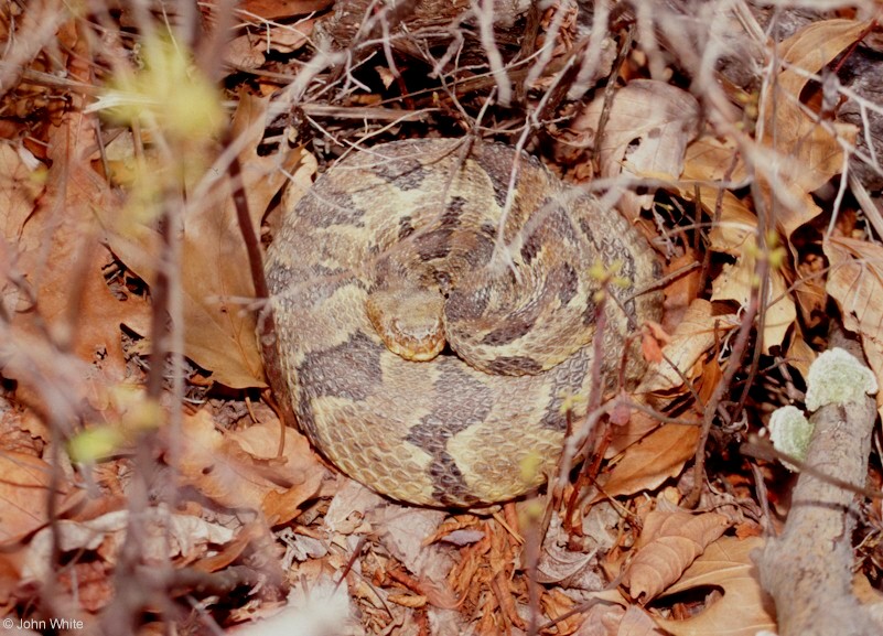 Timber Rattlesnake  (Crotalus horridus horridus)003.jpg [166 Kb]